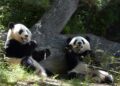 cadoul-lui-xi-jinping-pentru-donald-trump-doi-ursi-panda-uriasi-au-sosit-in-sua-–-video-–-hotnews.ro