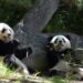 cadoul-lui-xi-jinping-pentru-donald-trump-doi-ursi-panda-uriasi-au-sosit-in-sua-–-video-–-hotnews.ro