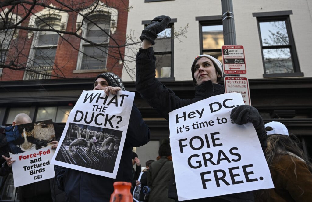 o-specialitate-de-lux-controversata,-pe-buletinul-de-vot-din-washington-dezbateri-aprinse-privid-foie-gras-inaintea-alegerilor-–-hotnews.ro