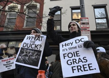 o-specialitate-de-lux-controversata,-pe-buletinul-de-vot-din-washington-dezbateri-aprinse-privid-foie-gras-inaintea-alegerilor-–-hotnews.ro