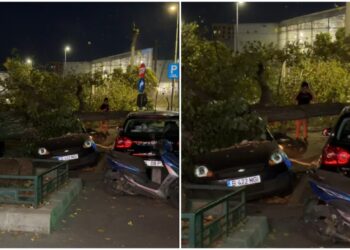 clipe-de-cosmar-in-sectorul-6-al-capitalei.-un-copac-s-a-prabusit-peste-trei-masini-si-un-motociclist