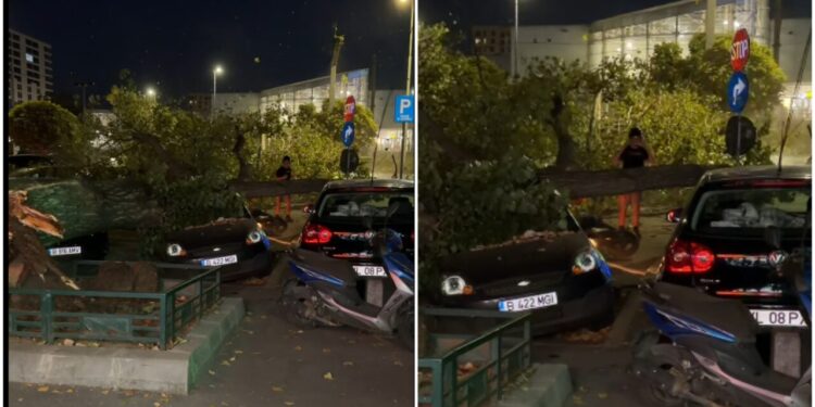 clipe-de-cosmar-in-sectorul-6-al-capitalei.-un-copac-s-a-prabusit-peste-trei-masini-si-un-motociclist