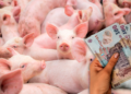 ue-schimba-regulile-pentru-fermele-de-porci-si-pasari-din-romania