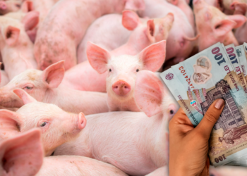 ue-schimba-regulile-pentru-fermele-de-porci-si-pasari-din-romania