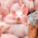 ue-schimba-regulile-pentru-fermele-de-porci-si-pasari-din-romania