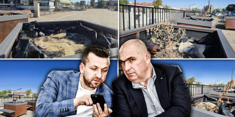 copacii-in-ghiveci-de-2.600-de-euro-bucata-din-oradea-s-au-uscat-la-nici-6-luni-de-la-plasarea-lor-prin-oras