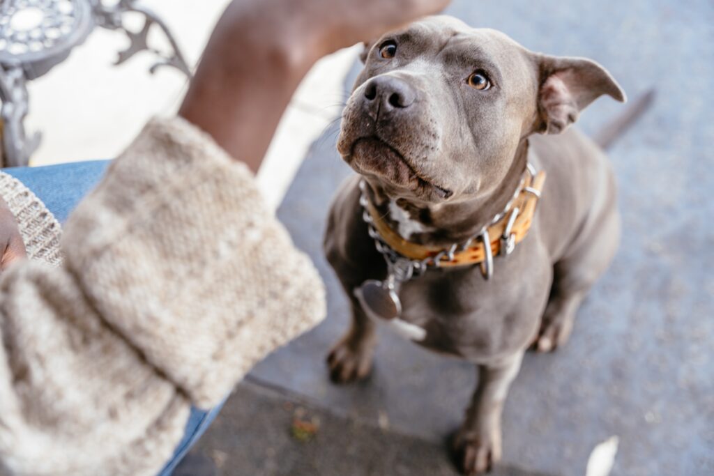 iubitorii-de-pitbulli-si-prejudecatile:-exista-perceptia-foarte-proasta-ca-daca-ai-pitbull,-esti-golan-/-cum-e-sa-cresti-un-caine-care-poate-ajunge-sa-te-dreseze-el-pe-tine-–-hotnews.ro