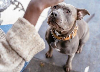 iubitorii-de-pitbulli-si-prejudecatile:-exista-perceptia-foarte-proasta-ca-daca-ai-pitbull,-esti-golan-/-cum-e-sa-cresti-un-caine-care-poate-ajunge-sa-te-dreseze-el-pe-tine-–-hotnews.ro