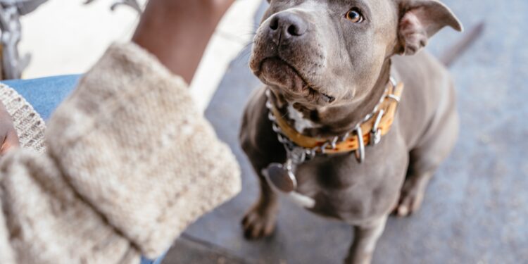 iubitorii-de-pitbulli-si-prejudecatile:-exista-perceptia-foarte-proasta-ca-daca-ai-pitbull,-esti-golan-/-cum-e-sa-cresti-un-caine-care-poate-ajunge-sa-te-dreseze-el-pe-tine-–-hotnews.ro