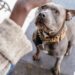 iubitorii-de-pitbulli-si-prejudecatile:-exista-perceptia-foarte-proasta-ca-daca-ai-pitbull,-esti-golan-/-cum-e-sa-cresti-un-caine-care-poate-ajunge-sa-te-dreseze-el-pe-tine-–-hotnews.ro