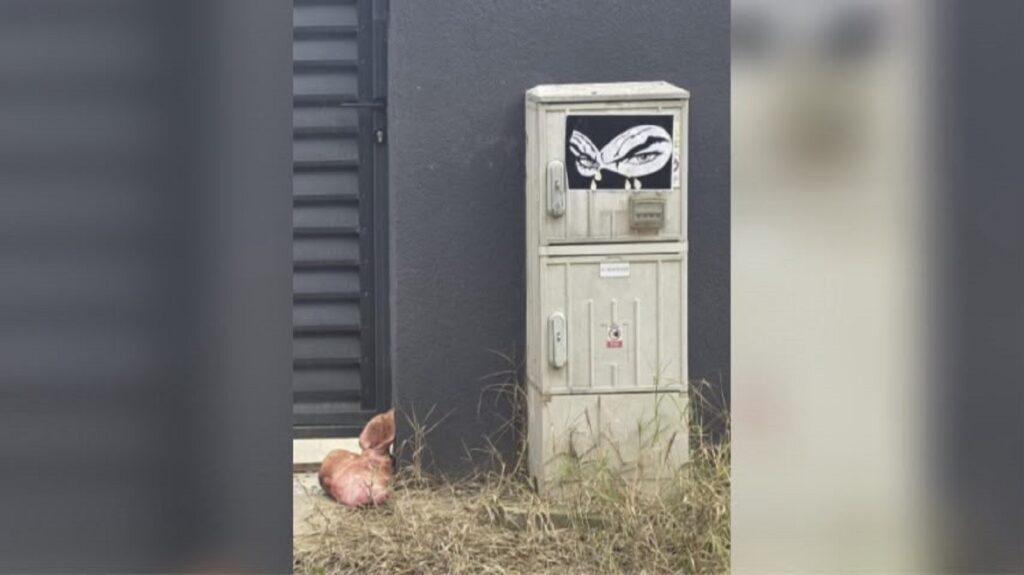 un-cap-de-porc,-simbol-al-tradarii,-lasat-la-poarta-lui-marius-lulea.-politia-ilfov-face-verificari-|-lulea:-ma-tem-pentru-siguranta-celor-cinci-copii-ai-mei
